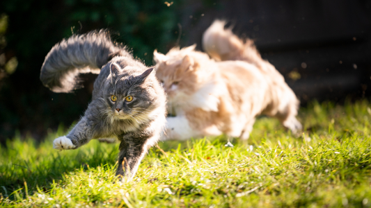 Why Do Cats Get the Zoomies? 😼💨