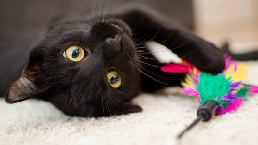 How Playtime Can Improve Your Cat’s Health & Longevity