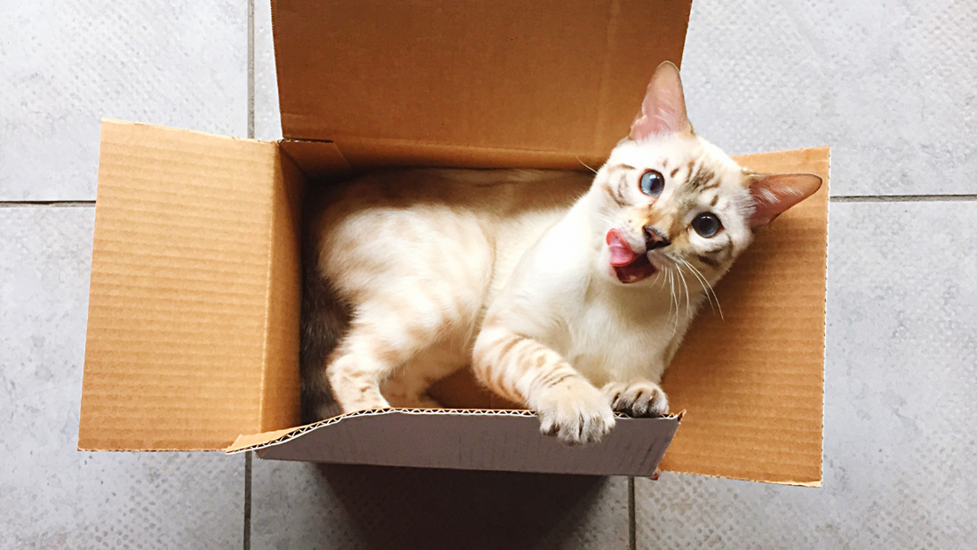 Why Do Cats Love Boxes? The Science Behind This Feline Obsession