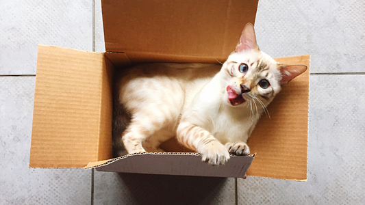 Why Do Cats Love Boxes? The Science Behind This Feline Obsession